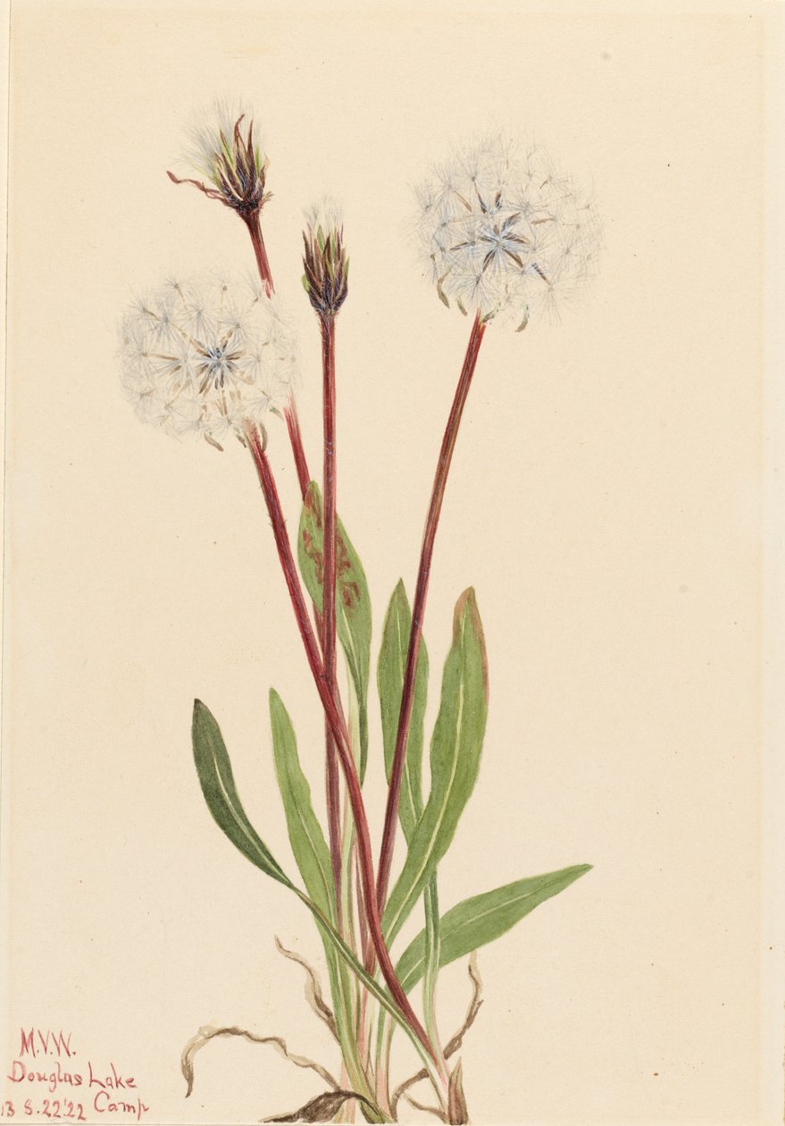 Karcsú Agoseris Agoseris gracilens, 1922. alkotó: Mary Vaux Walcott