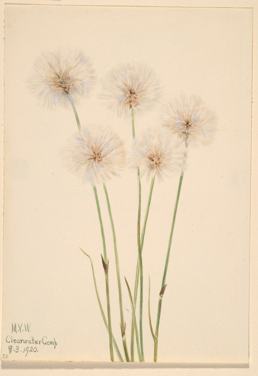 Vékony pamutfű (Eriophorum chamissonis) alkotó: Mary Vaux Walcott