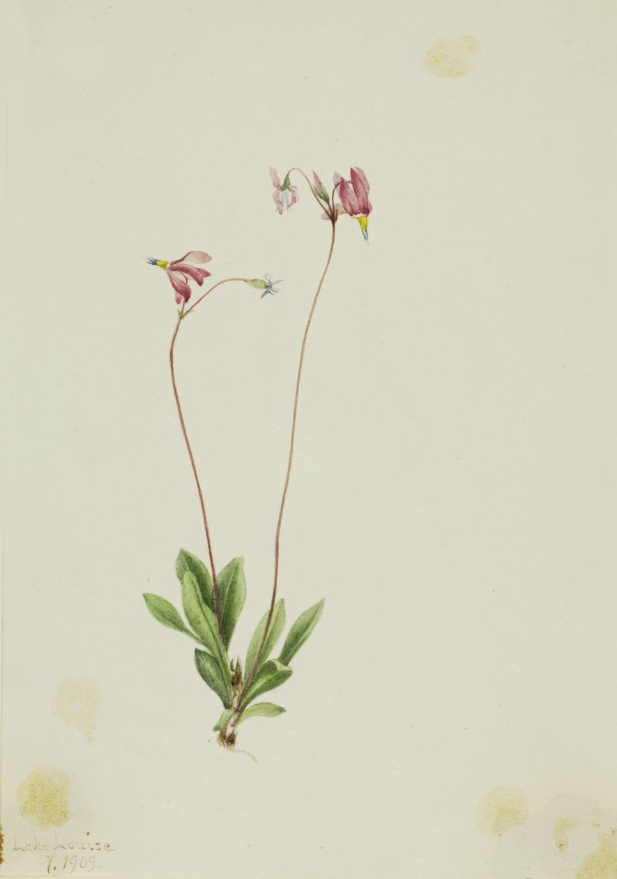 Karcsú lövőcsillag (Dodecatheon pauciflorum) alkotó: Mary Vaux Walcott