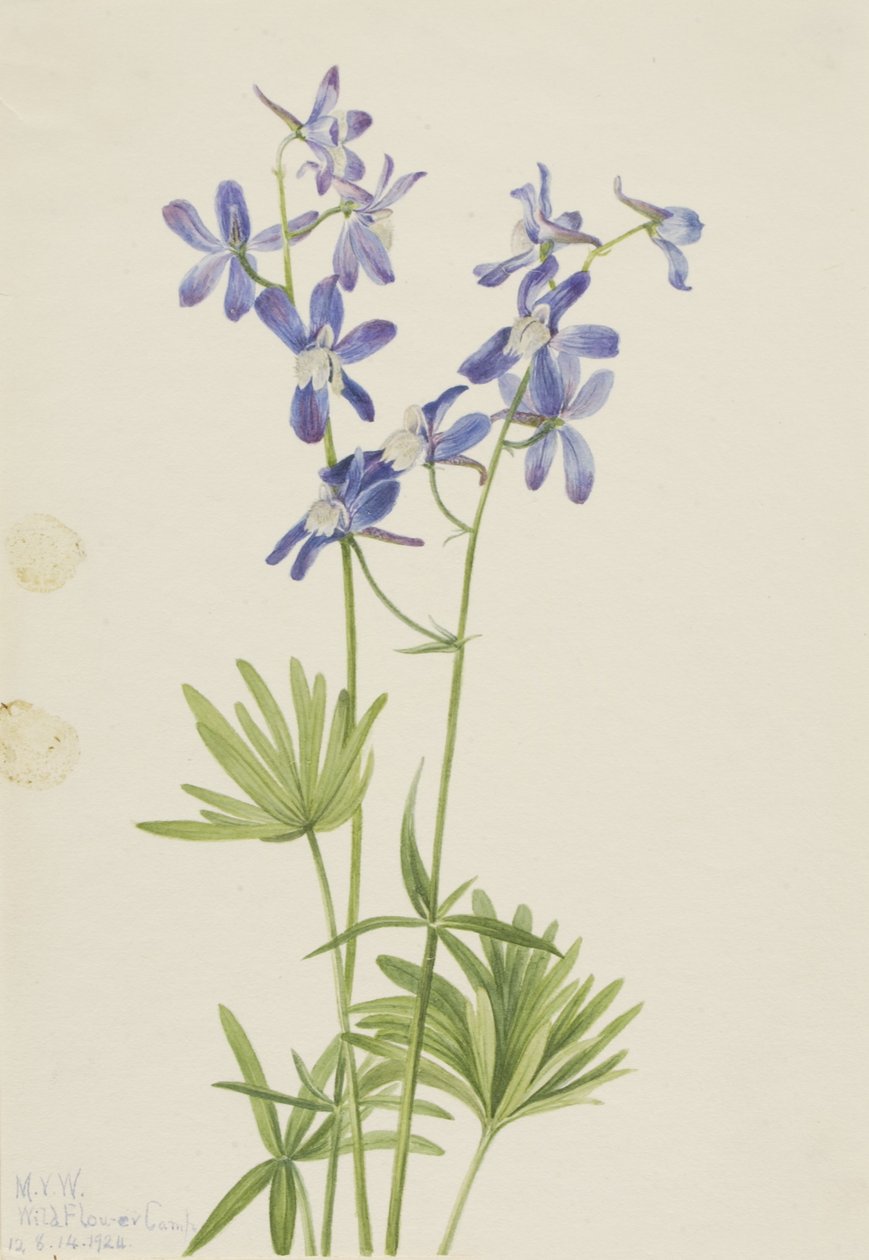 Karcsú pacsirta (Delphinium depauperatum) alkotó: Mary Vaux Walcott