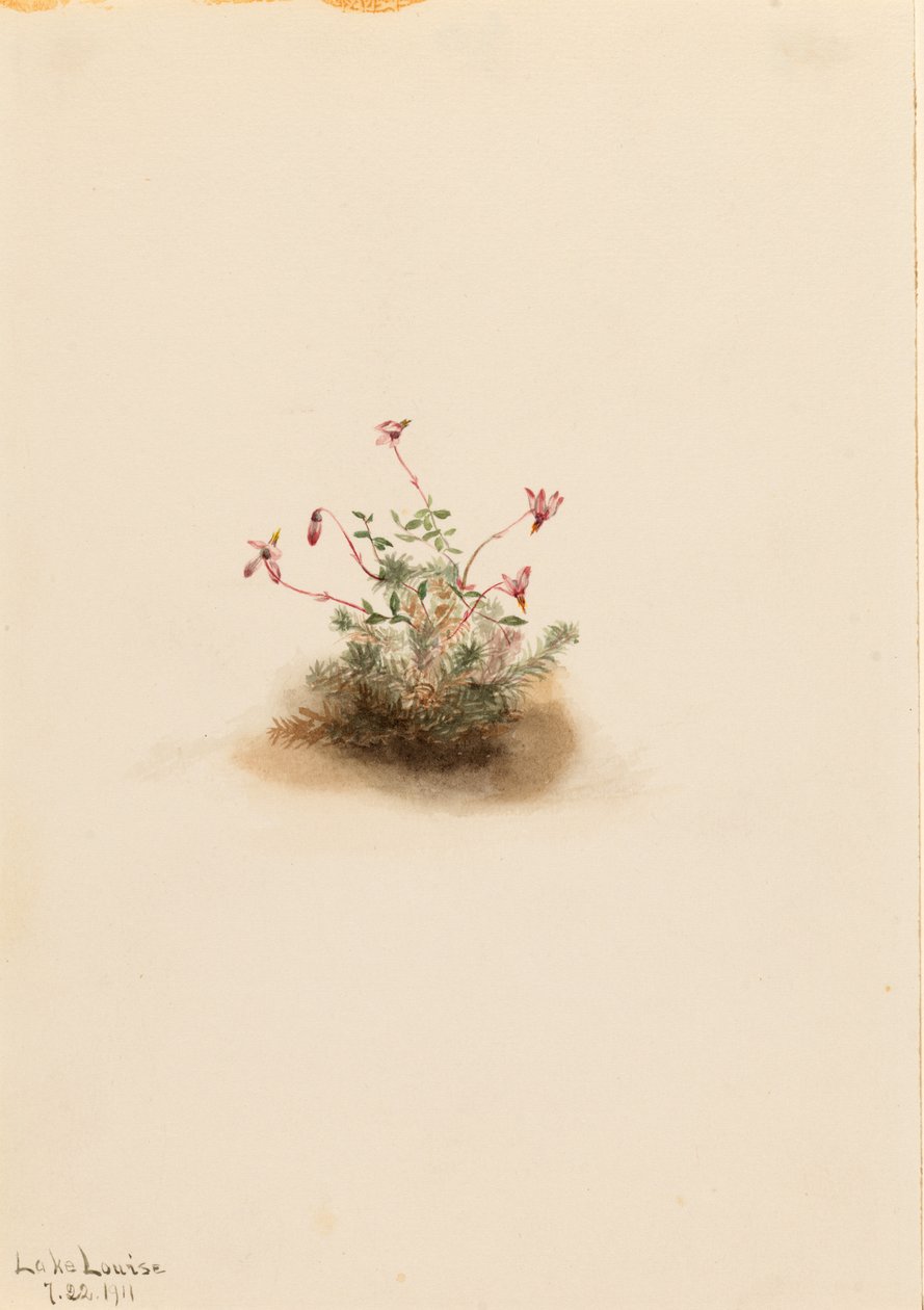 Kis áfonya (Oxycoccus palustris) alkotó: Mary Vaux Walcott