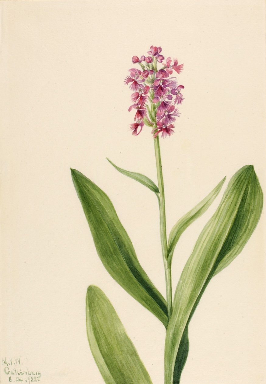 Kis lila rojtos orchidea (Habenaria psychodes) alkotó: Mary Vaux Walcott