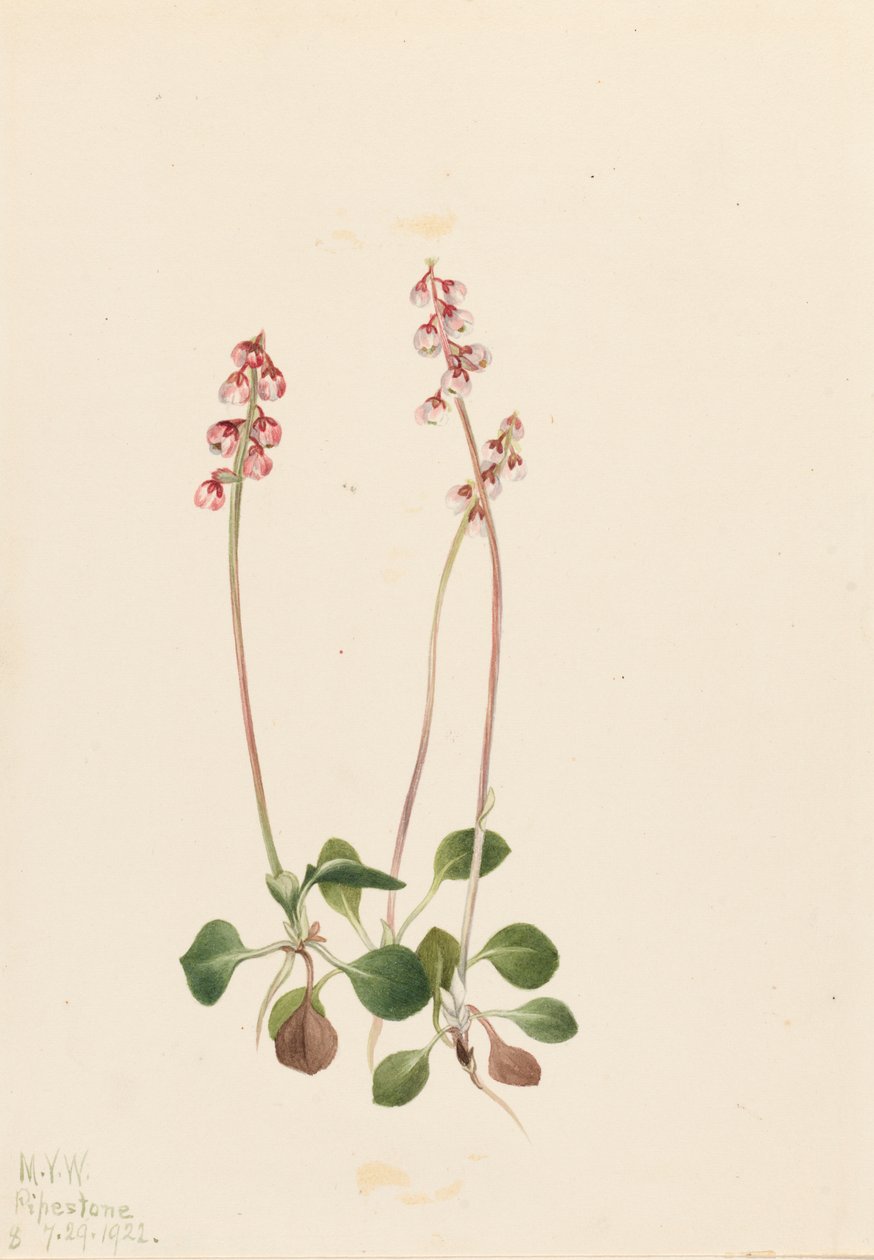 Kis Pyrola Pyrola minor, 1922. alkotó: Mary Vaux Walcott