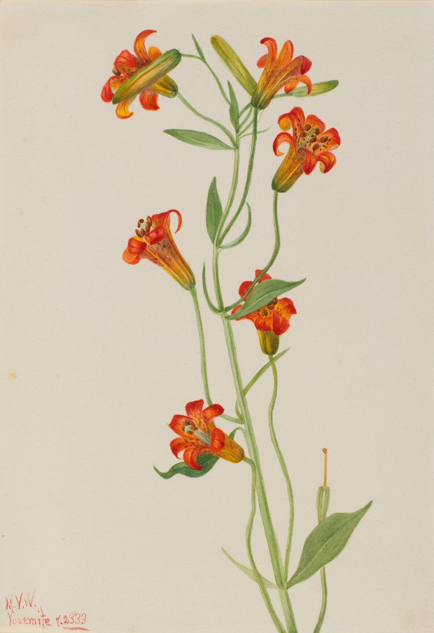 Kis tigris liliom (Lilium parvum) alkotó: Mary Vaux Walcott