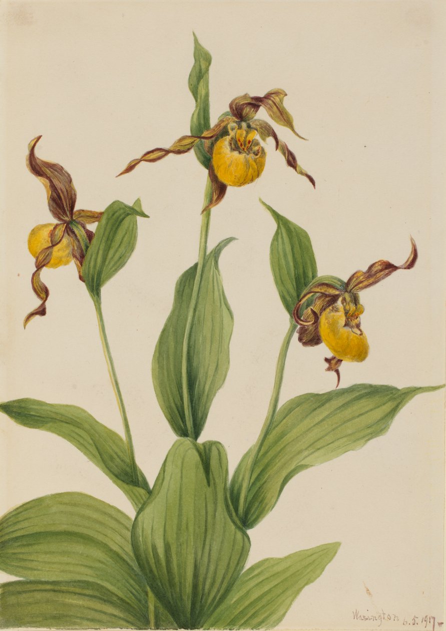 Kis sárga katicapapucs Cypripedium parviflorum, 1917. alkotó: Mary Vaux Walcott