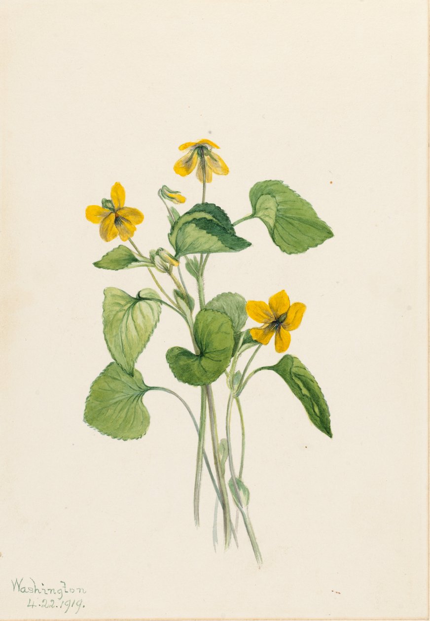 Sima sárga ibolya (Viola eriocarpa) alkotó: Mary Vaux Walcott