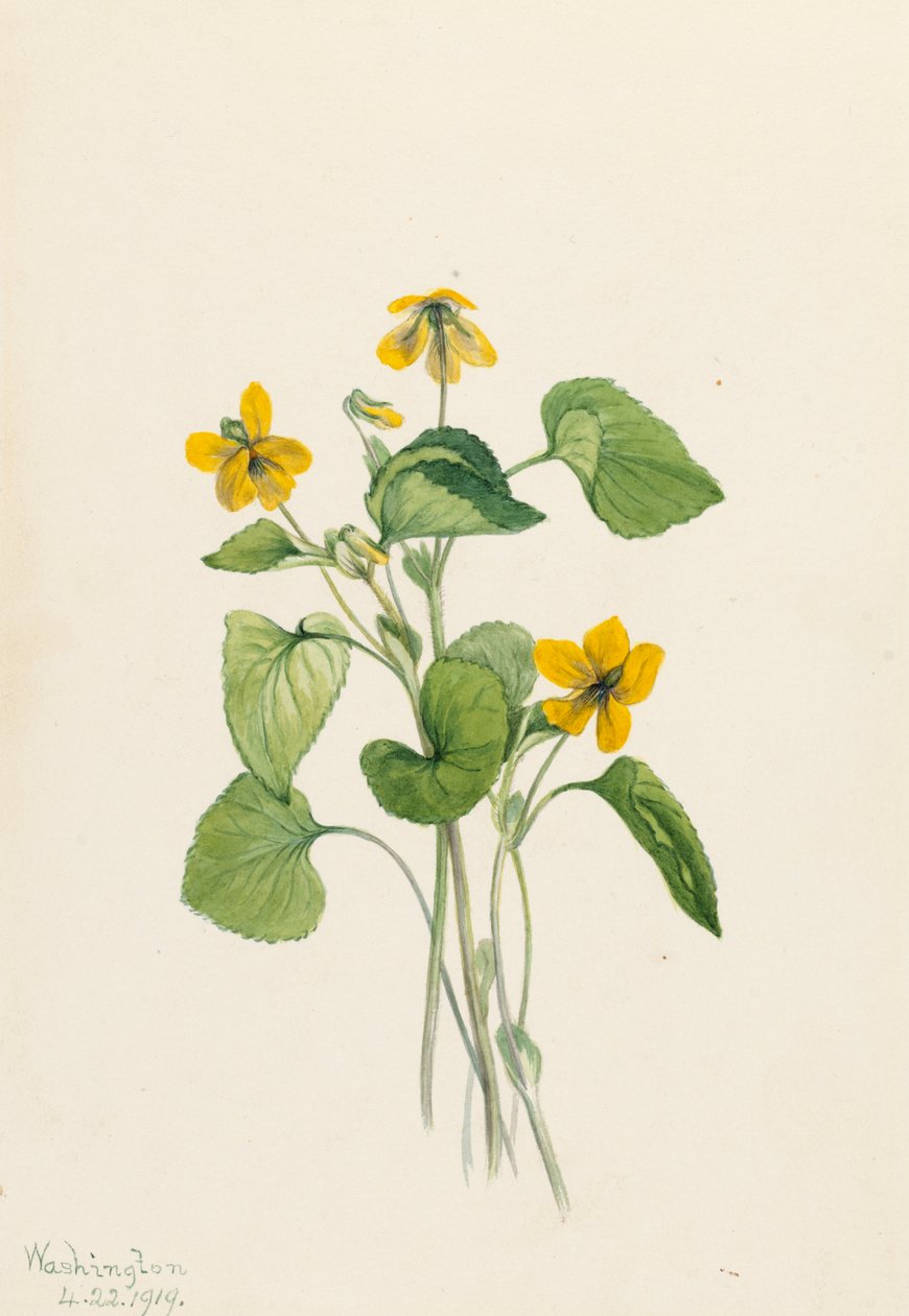 Sima sárga ibolya Viola eriocarpa, 1919. alkotó: Mary Vaux Walcott