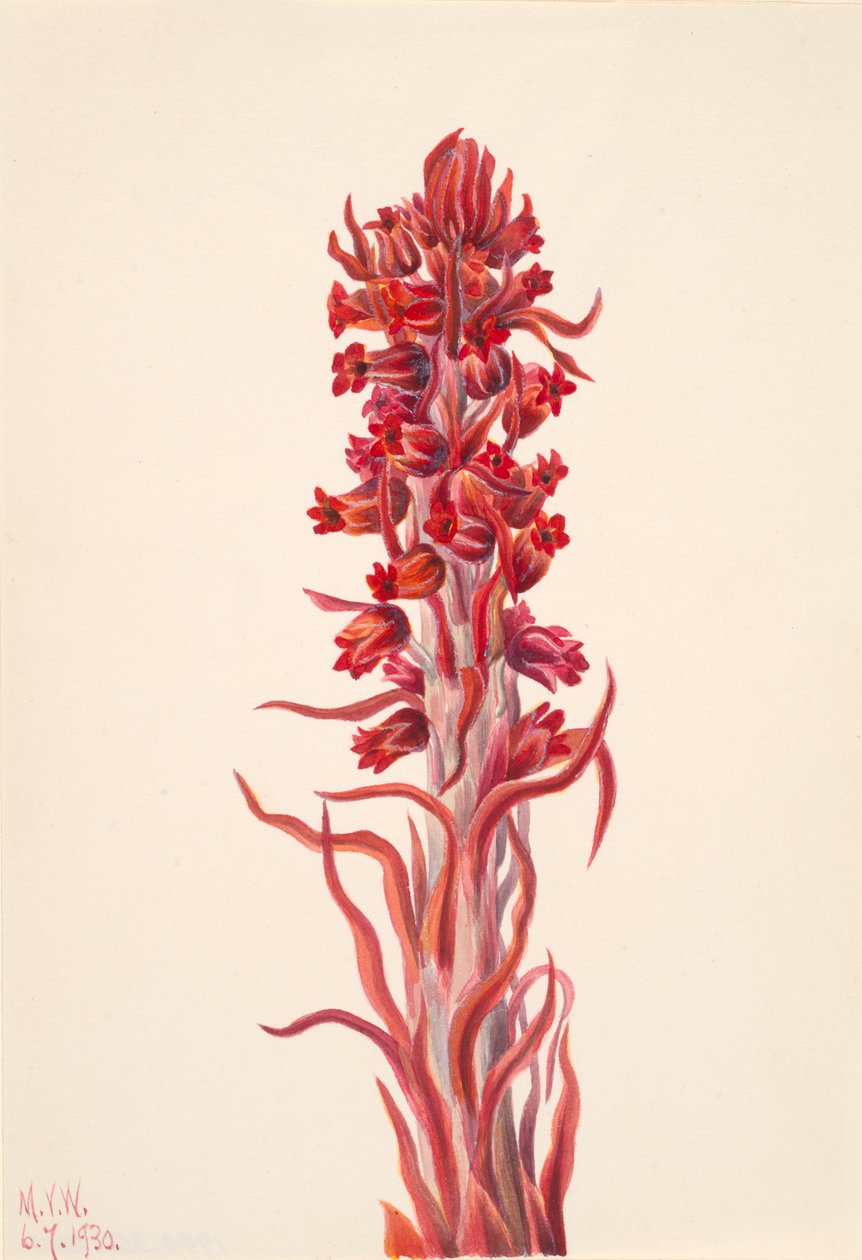 Hónövény Sarcodes sanguinea, 1930. alkotó: Mary Vaux Walcott