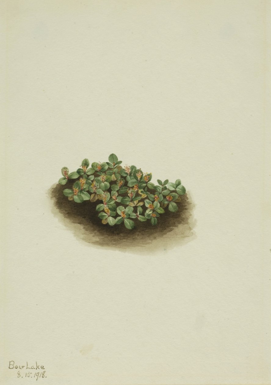 Hófűz (Salix nivalis) alkotó: Mary Vaux Walcott