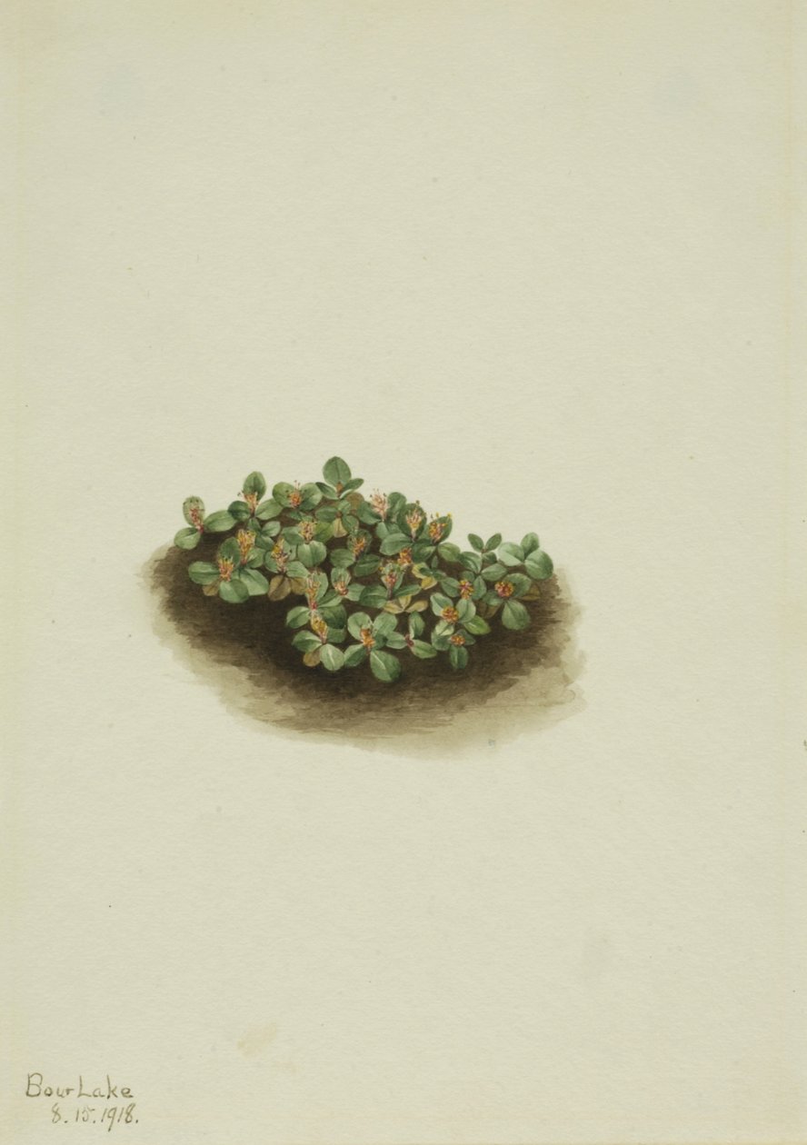 Hófűz Salix nivalis, 1918. alkotó: Mary Vaux Walcott