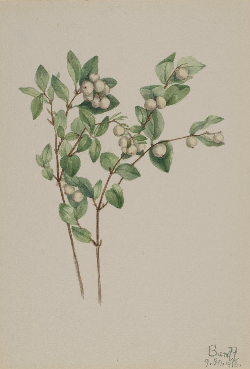 Snowberry Symphoricarpos albus, 1918. alkotó: Mary Vaux Walcott
