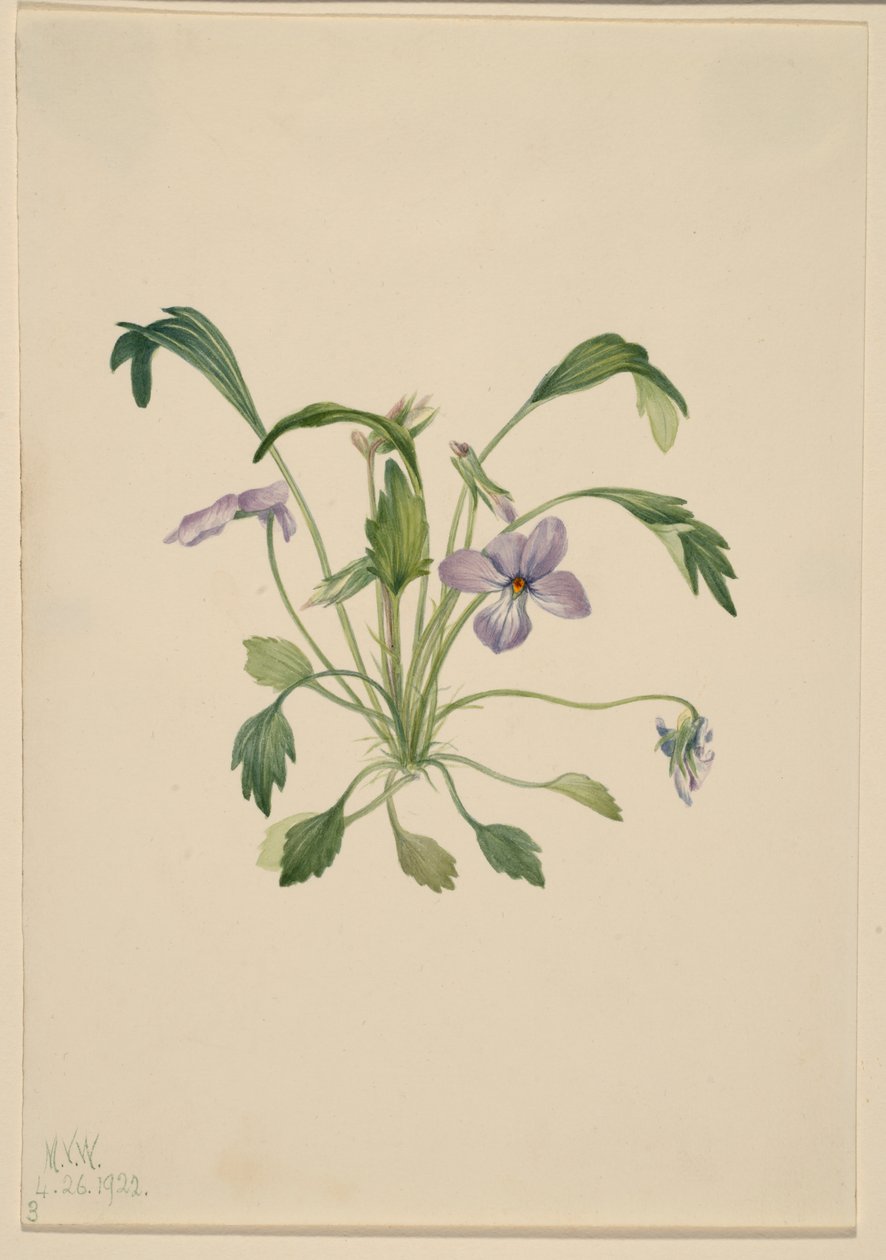 Déli madárláb ibolya (Viola digitata) alkotó: Mary Vaux Walcott