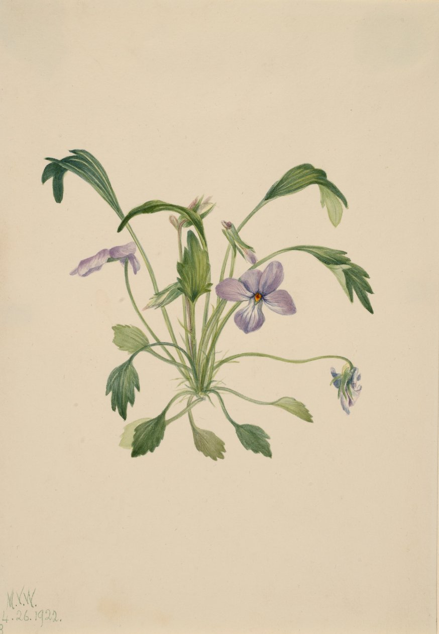 Déli madártalp Viola digitata, 1922. alkotó: Mary Vaux Walcott