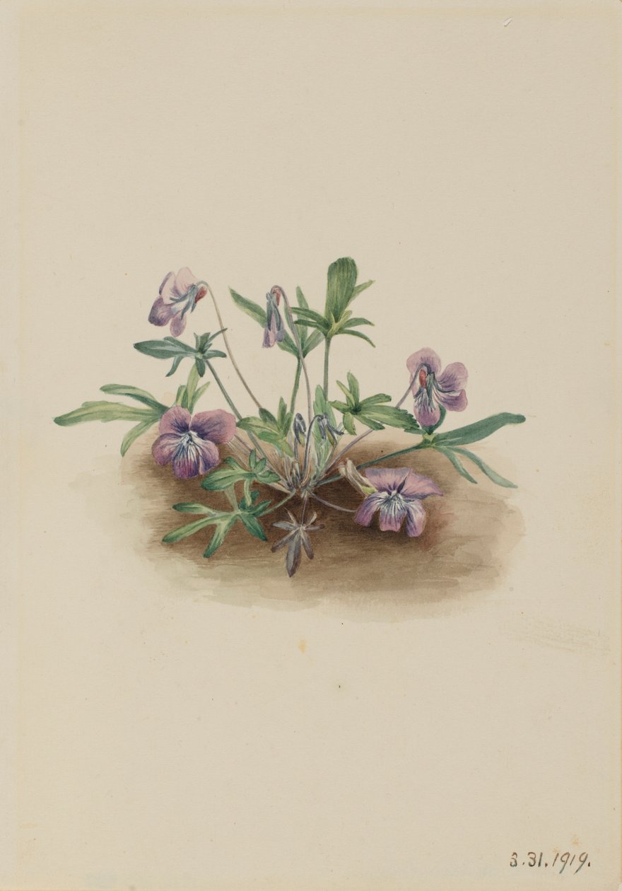 Déli parti ibolya (Viola septemloba) alkotó: Mary Vaux Walcott