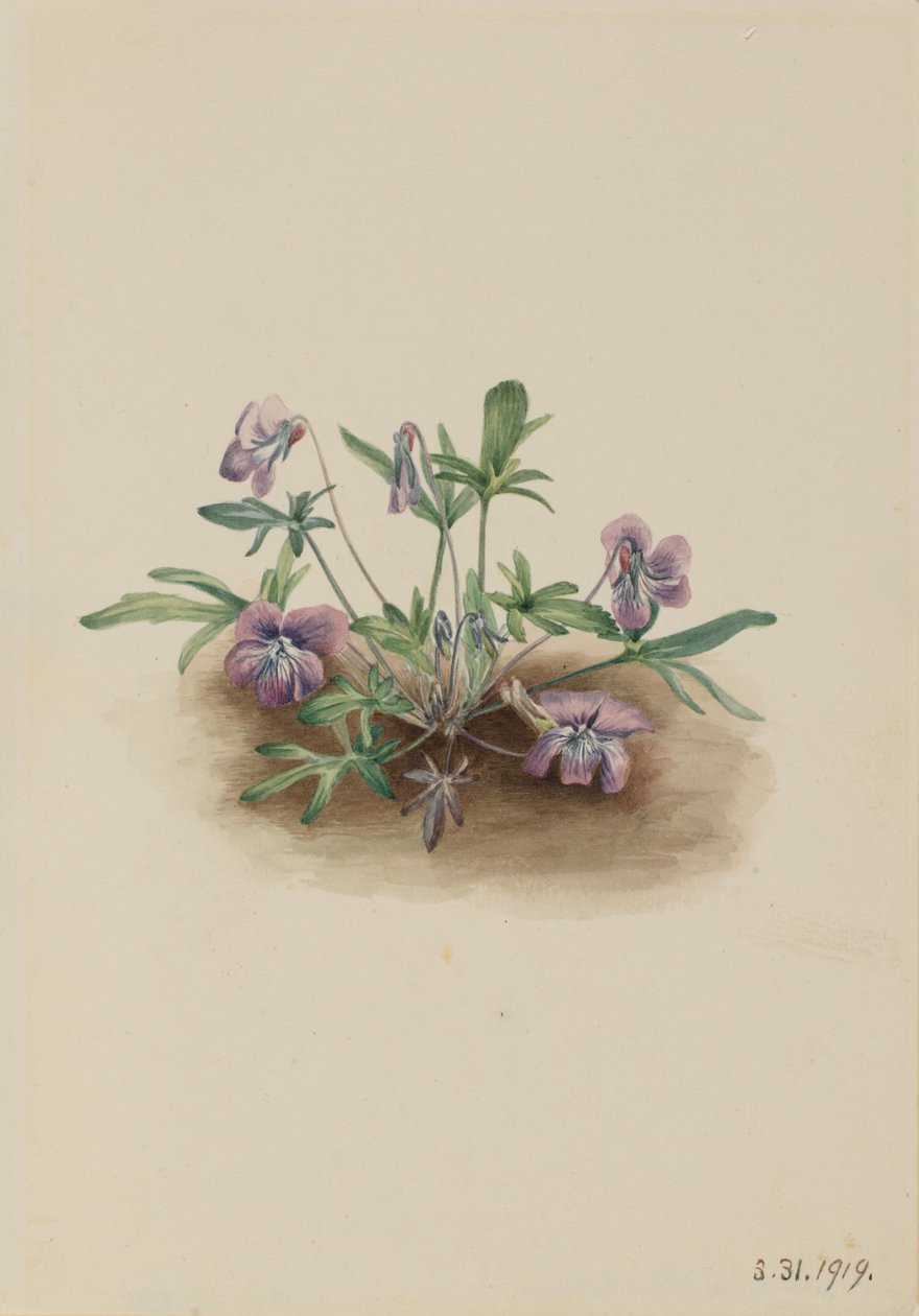 Déli part Viola septemloba, 1919. alkotó: Mary Vaux Walcott