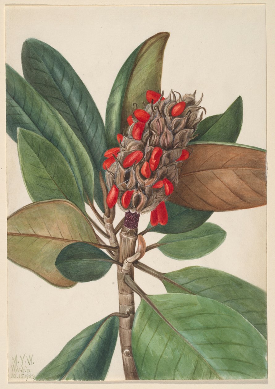 Déli Magnólia (Magnolia grandiflora) alkotó: Mary Vaux Walcott