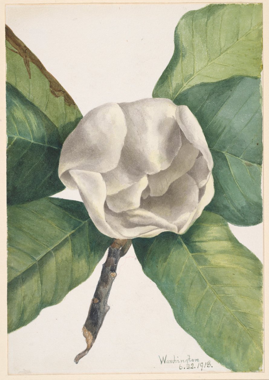 Déli Magnólia (Magnolia grandiflora) alkotó: Mary Vaux Walcott