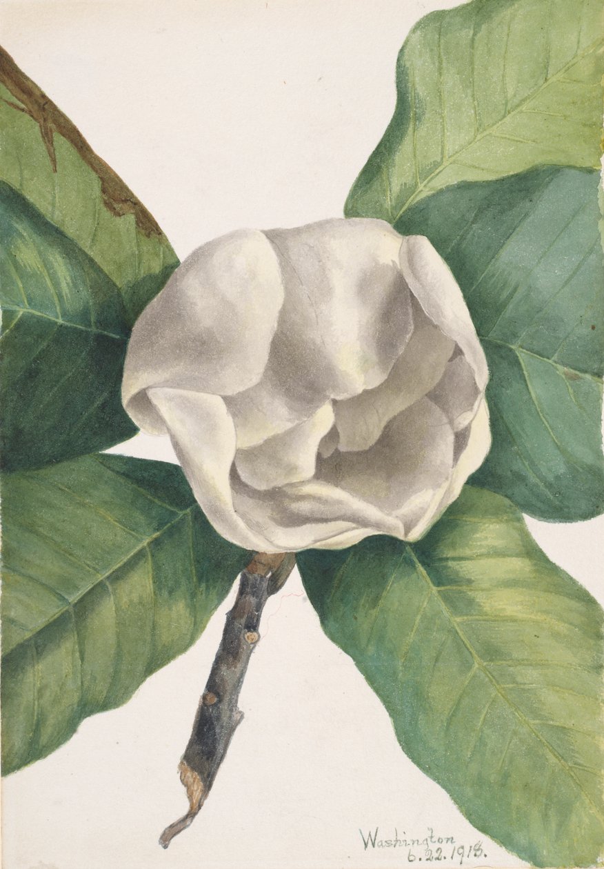 Dél-Magnolia Magnolia grandiflora, 1918. alkotó: Mary Vaux Walcott