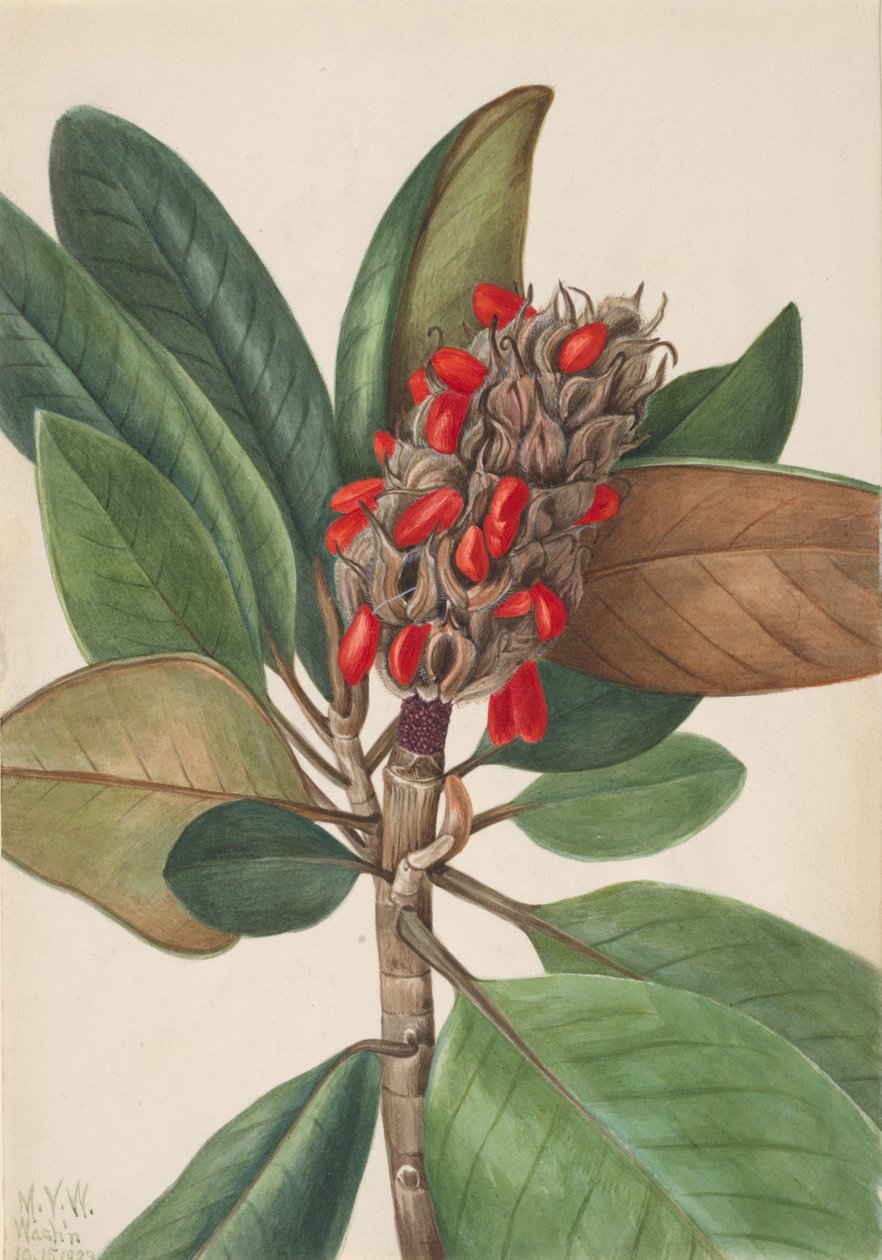 Dél-Magnolia Magnolia grandiflora, 1923. alkotó: Mary Vaux Walcott