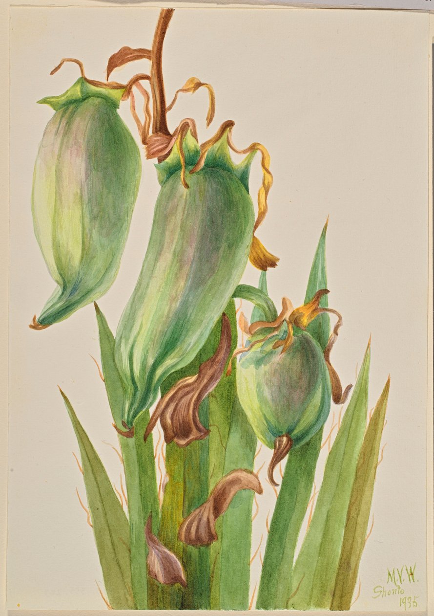 Spanyol bajonett (Yucca baccata) alkotó: Mary Vaux Walcott