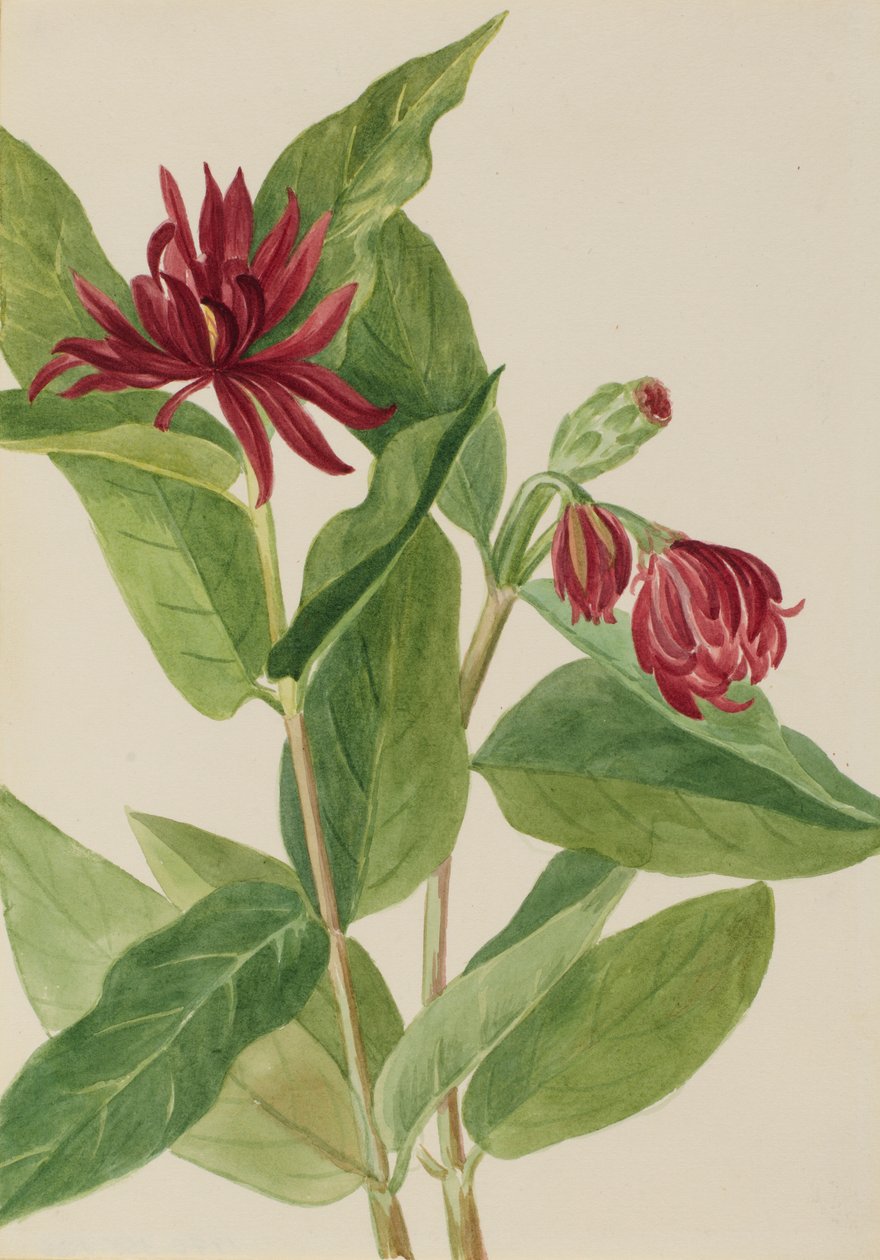 Fűszerbokor (Calycanthus occidentalis) alkotó: Mary Vaux Walcott