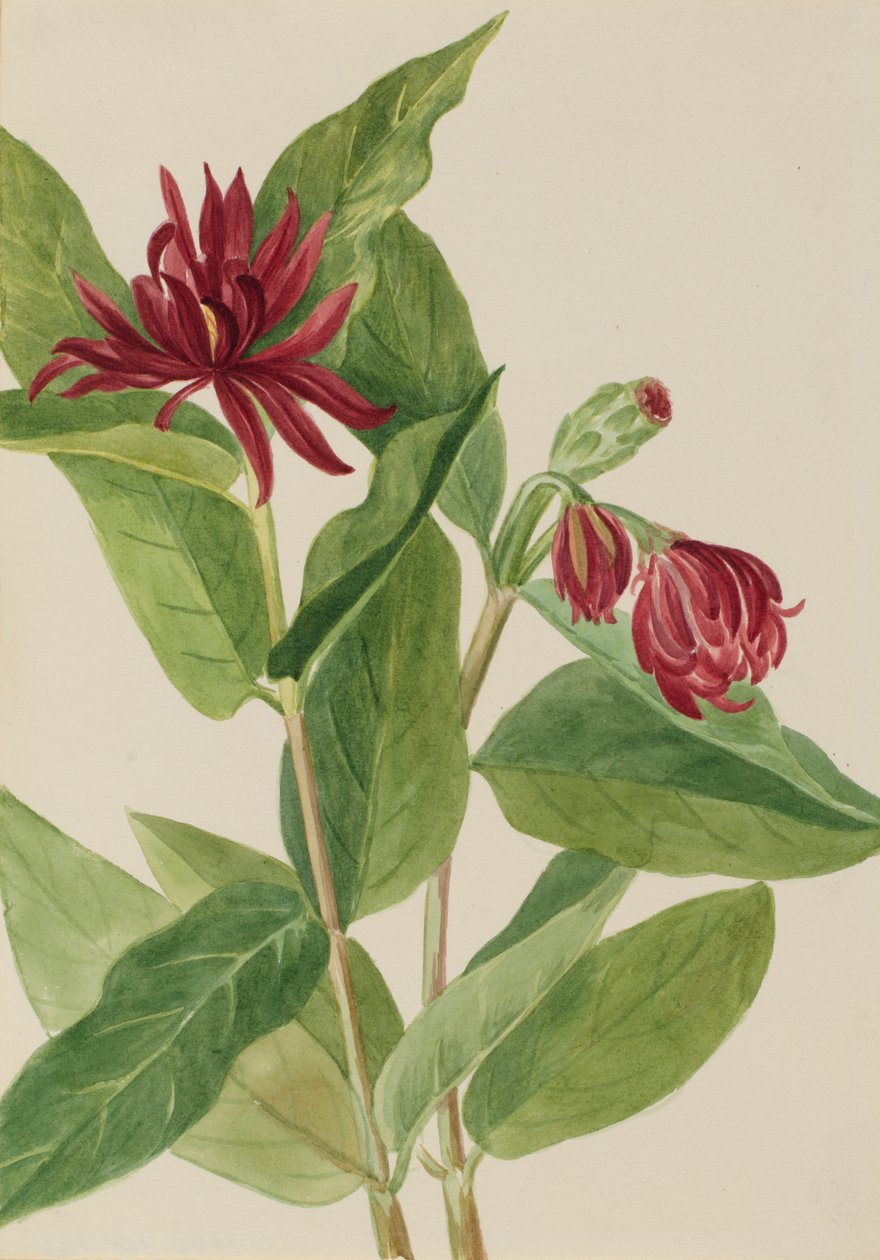 Spicebush Calycanthus occidentalis, 1930-as évek eleje. alkotó: Mary Vaux Walcott