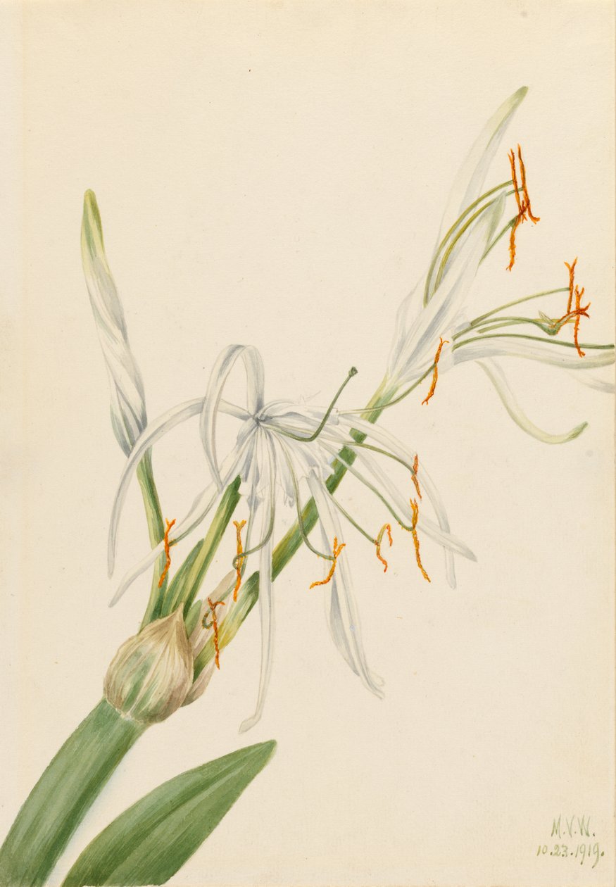 Pókliliom (Hymenocallis rotata) alkotó: Mary Vaux Walcott