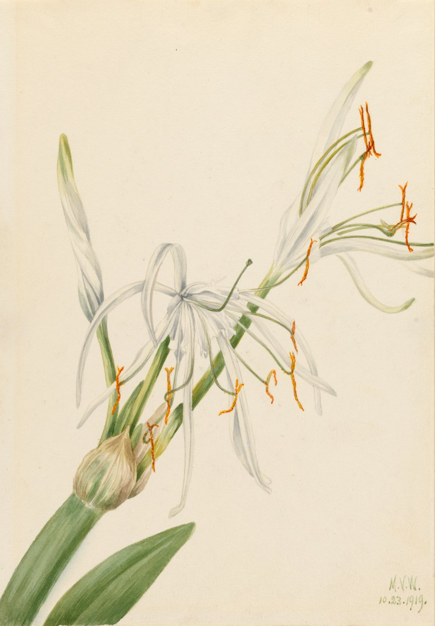 Pókliliom Hymenocallis rotata, 1919. alkotó: Mary Vaux Walcott