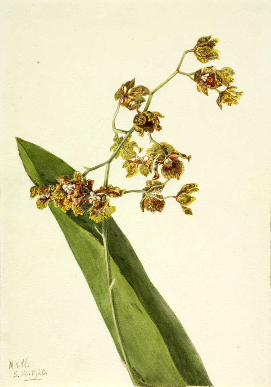 Foltos Cyrtopodium (Cyrtopodium punctatum) alkotó: Mary Vaux Walcott