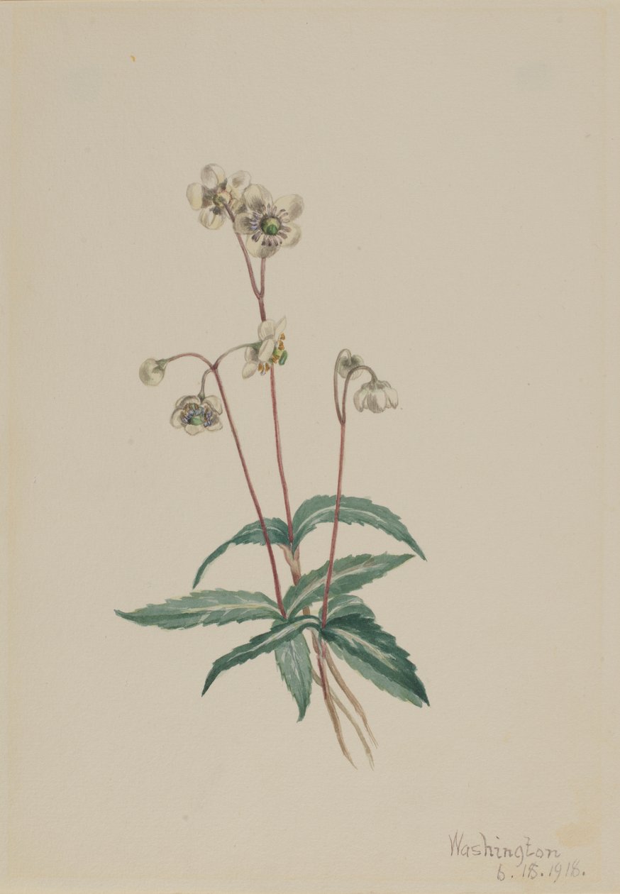 Foltos csiperke (Chimaphila maculata) alkotó: Mary Vaux Walcott