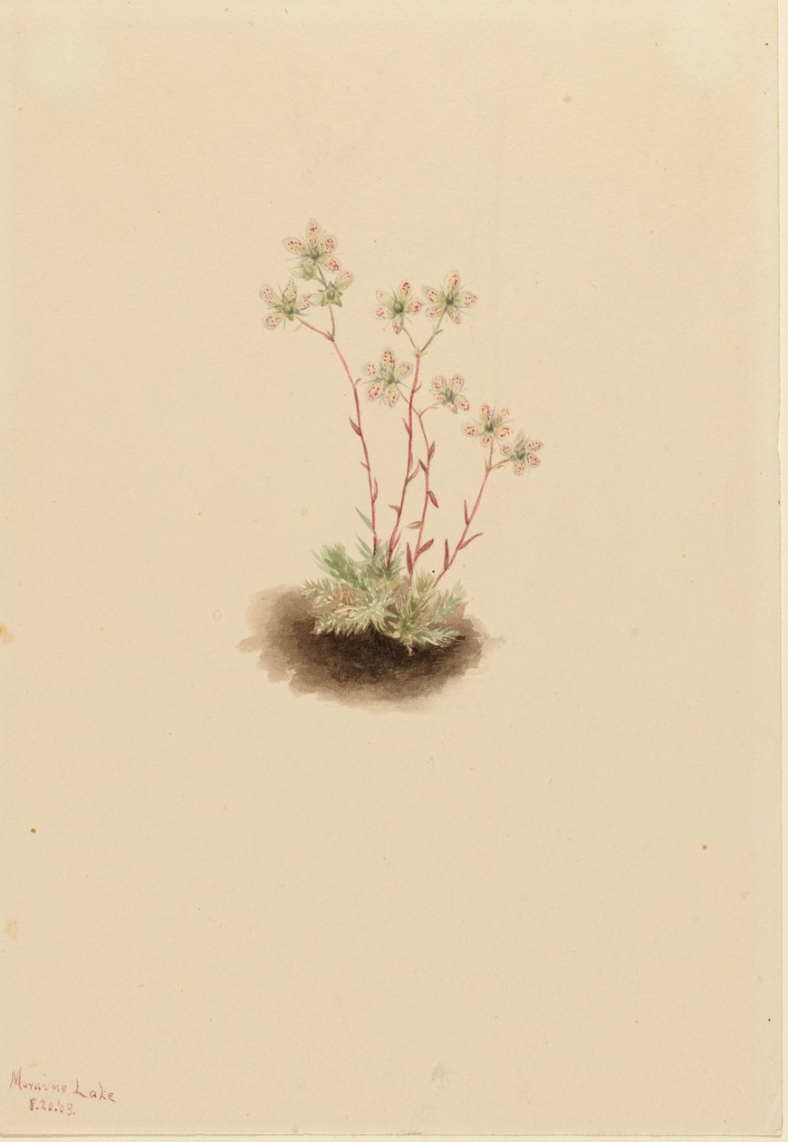Foltos szikfokvirág (Saxifraga bronchialis) alkotó: Mary Vaux Walcott