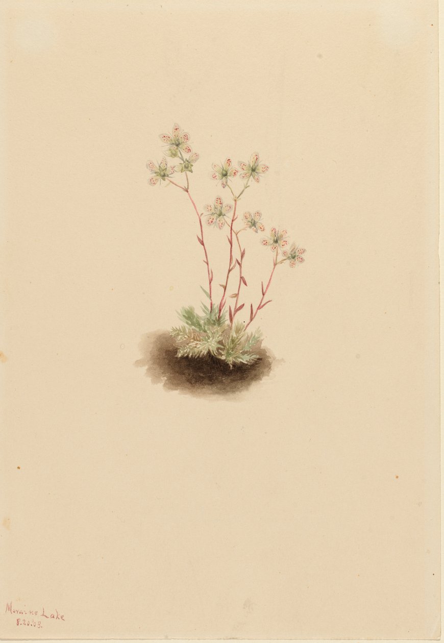 Foltos saxifrage Saxifraga bronchialis, 1903. alkotó: Mary Vaux Walcott