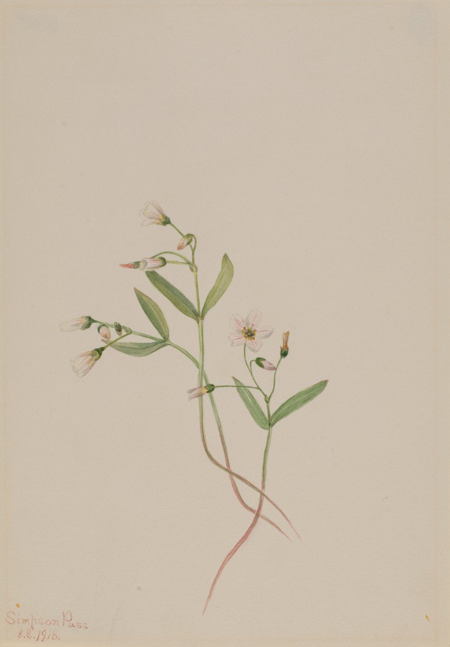 Tavaszi szépség (Claytonia lanceolata) alkotó: Mary Vaux Walcott