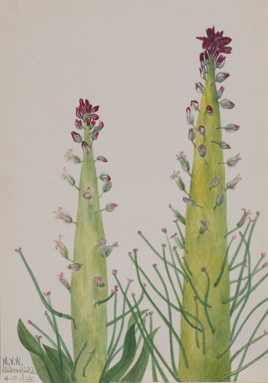 Squaw-Cabbage Caulanthus inflatus, 1935 alkotó: Mary Vaux Walcott