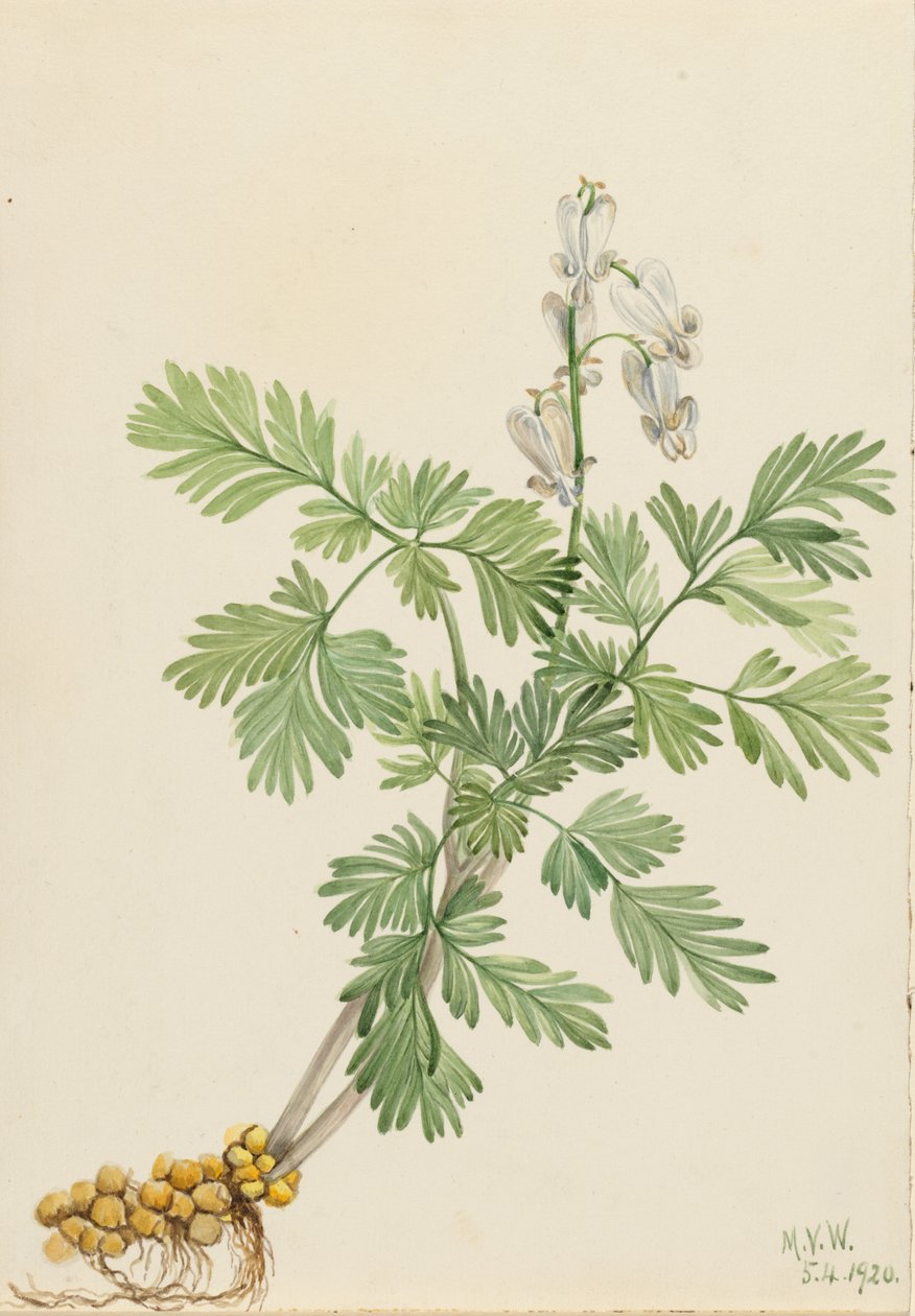 Mókuskukorica (Bikukulla canadensis) alkotó: Mary Vaux Walcott