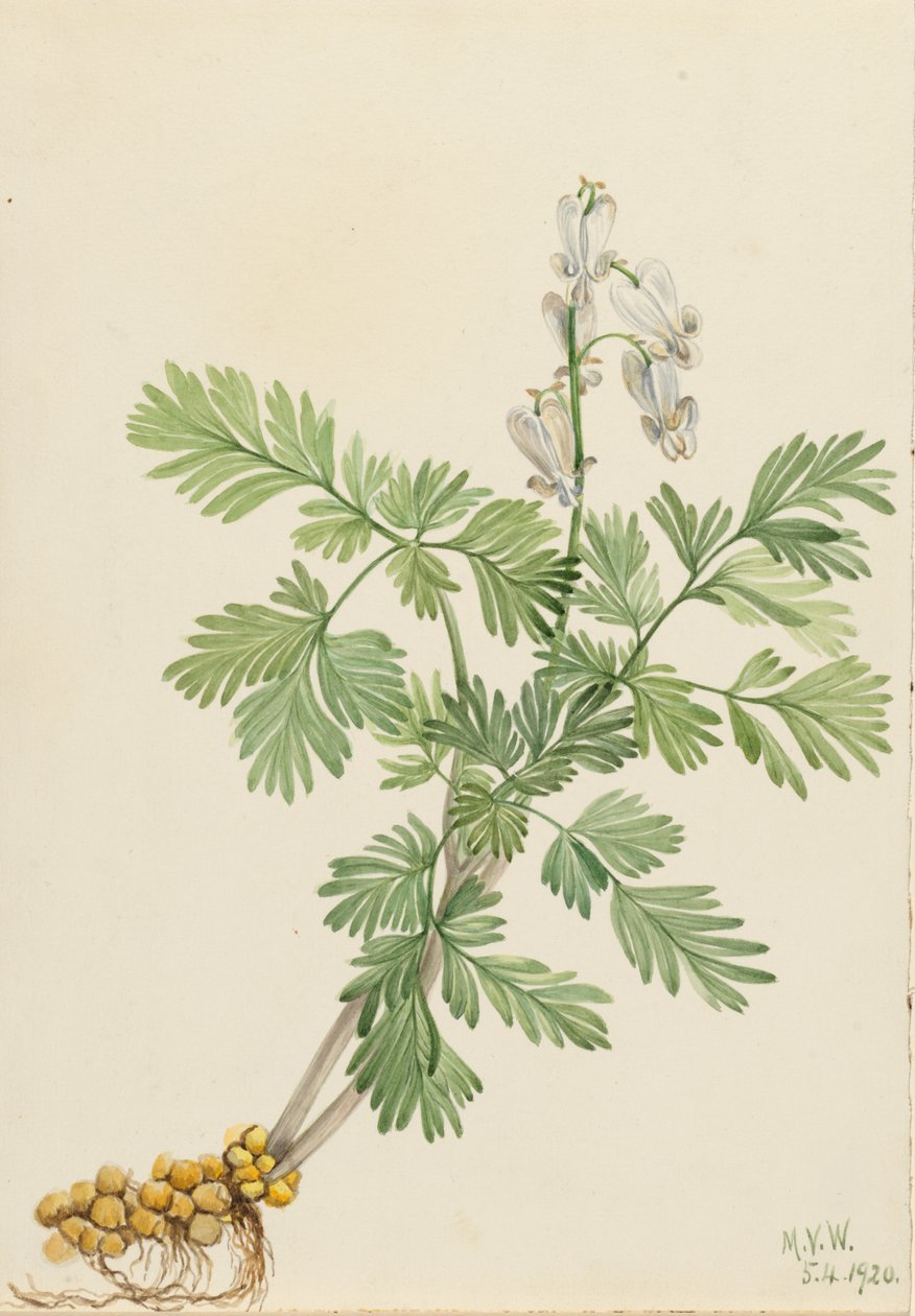 Mókuskukorica Mókus canadensis, alkotó: Mary Vaux Walcott