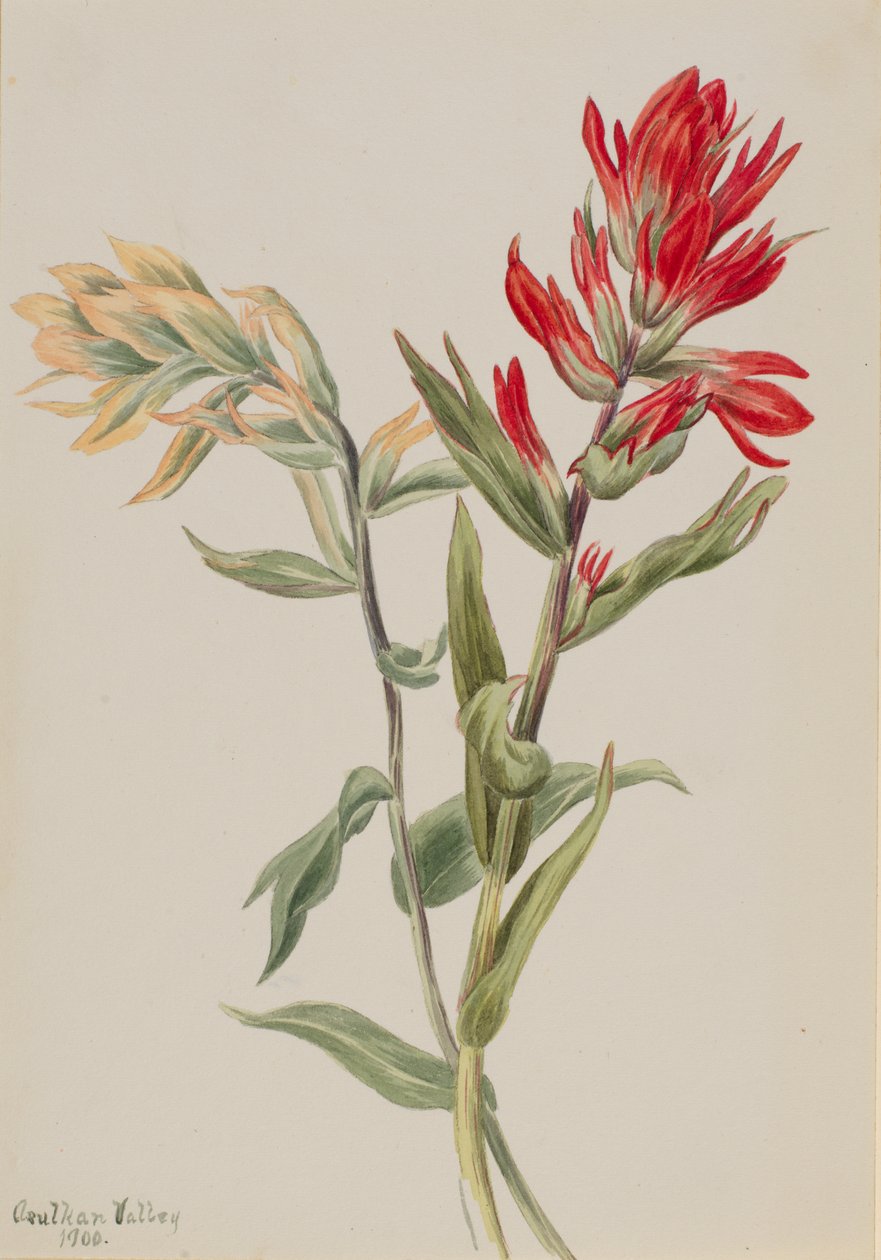 Stachys palustria, 1900. alkotó: Mary Vaux Walcott