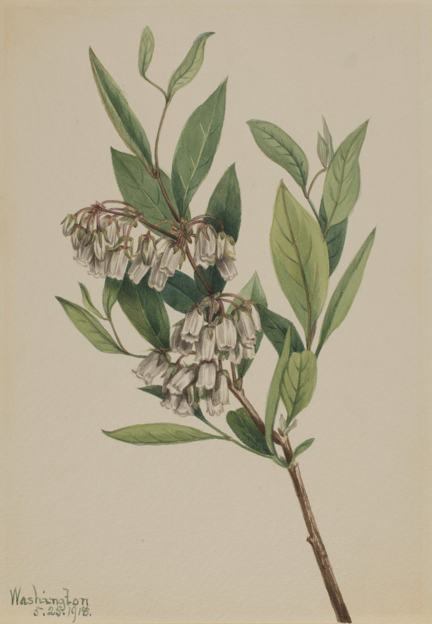 Stagger-Bush Pieris Mariana, 1918. alkotó: Mary Vaux Walcott