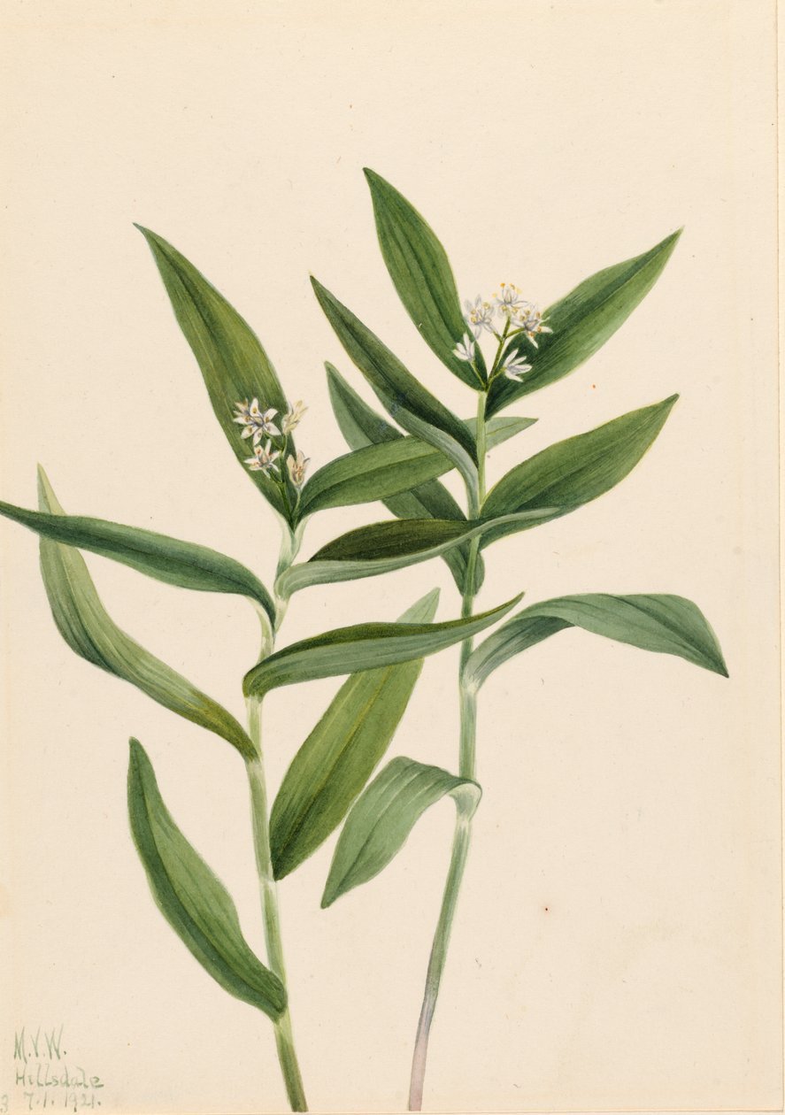 Solomonplume Vagnera stellata csillag, 1921. alkotó: Mary Vaux Walcott