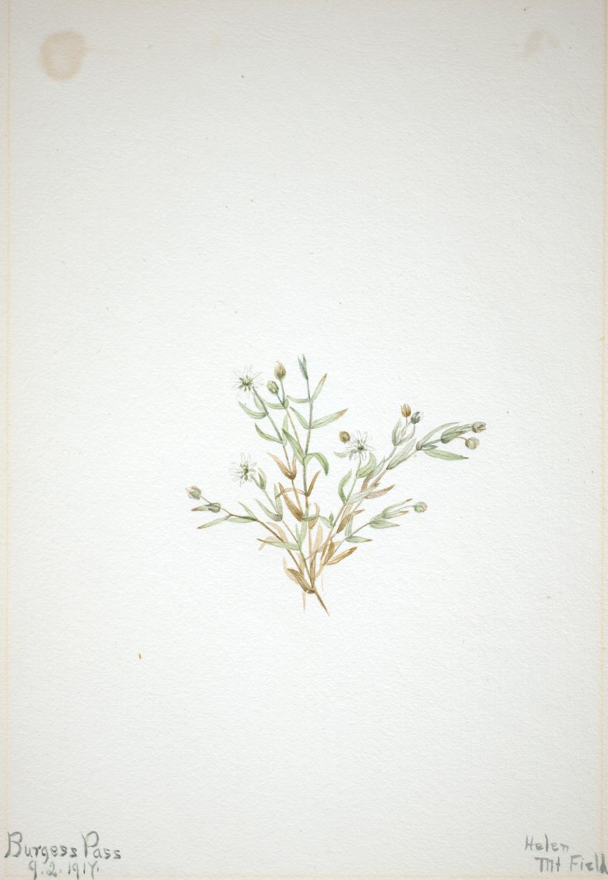 Stelleria leata alkotó: Mary Vaux Walcott