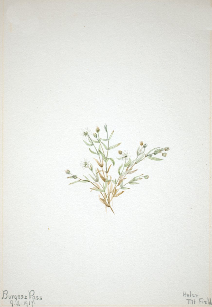 Stelleria leata, 1917. alkotó: Mary Vaux Walcott