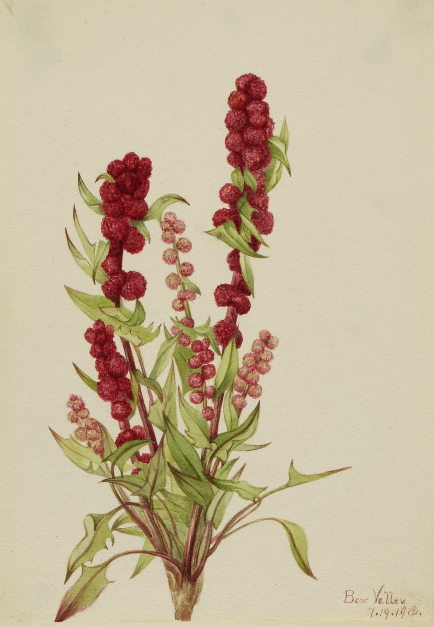 Strawberry-Blite (Chenopodium capitatum) alkotó: Mary Vaux Walcott