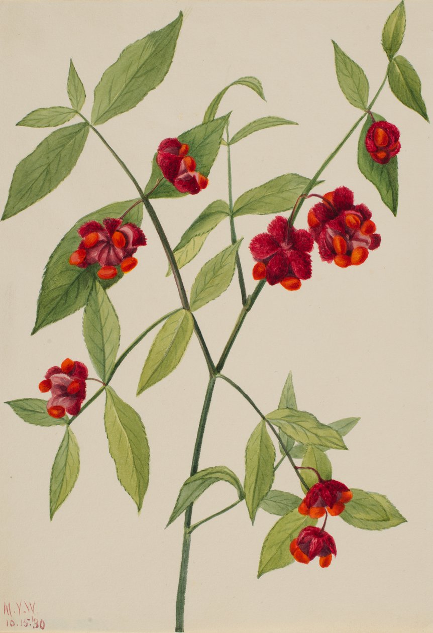 Eperbokor-szívek szeretettel Euonymus Americanus, 1930. alkotó: Mary Vaux Walcott