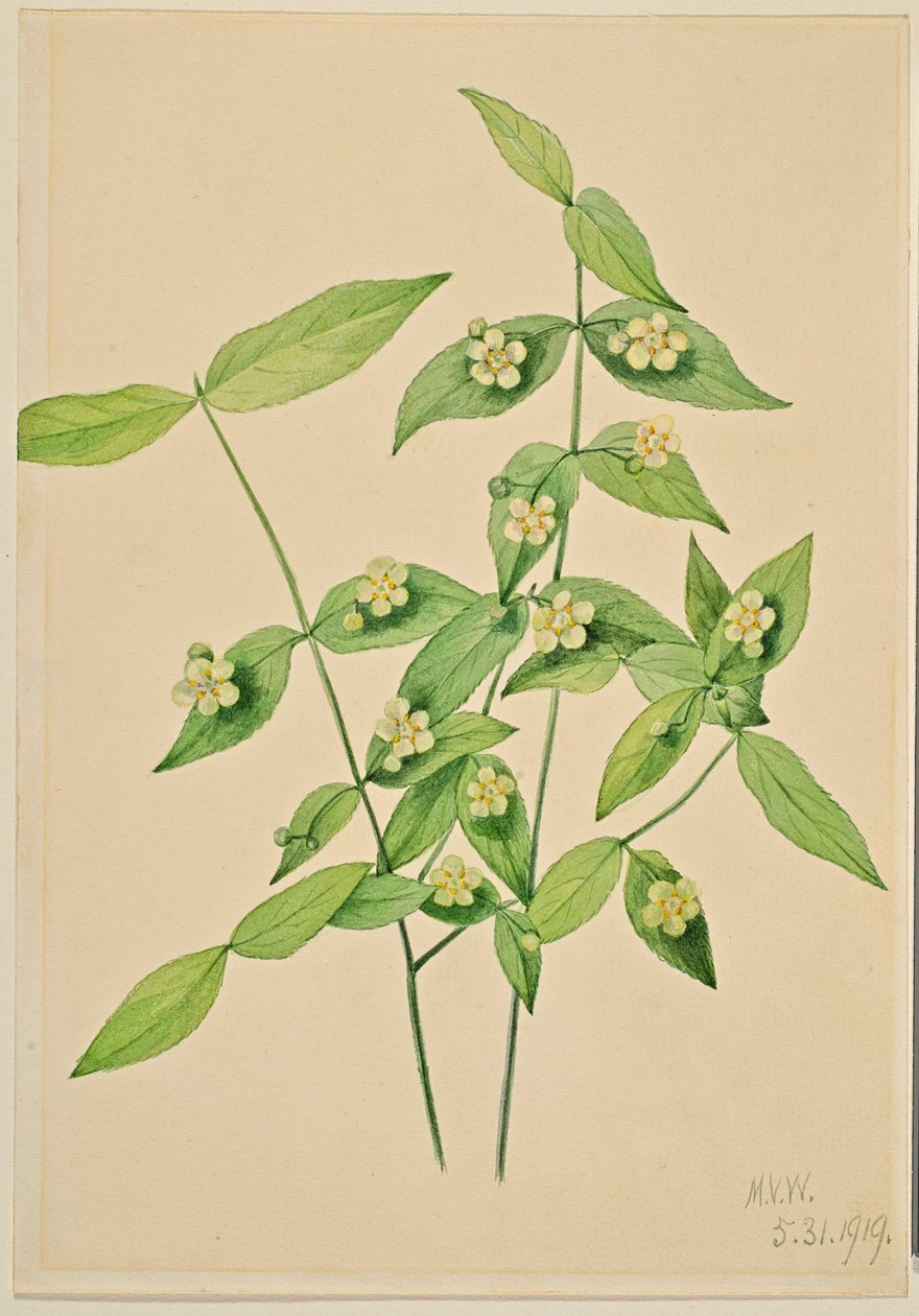 Eper bokor (Euonymus americanus) alkotó: Mary Vaux Walcott