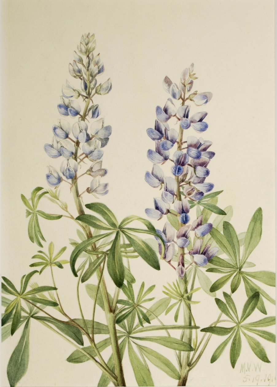 Sun Dial Lupine (Lupinus perennis) alkotó: Mary Vaux Walcott