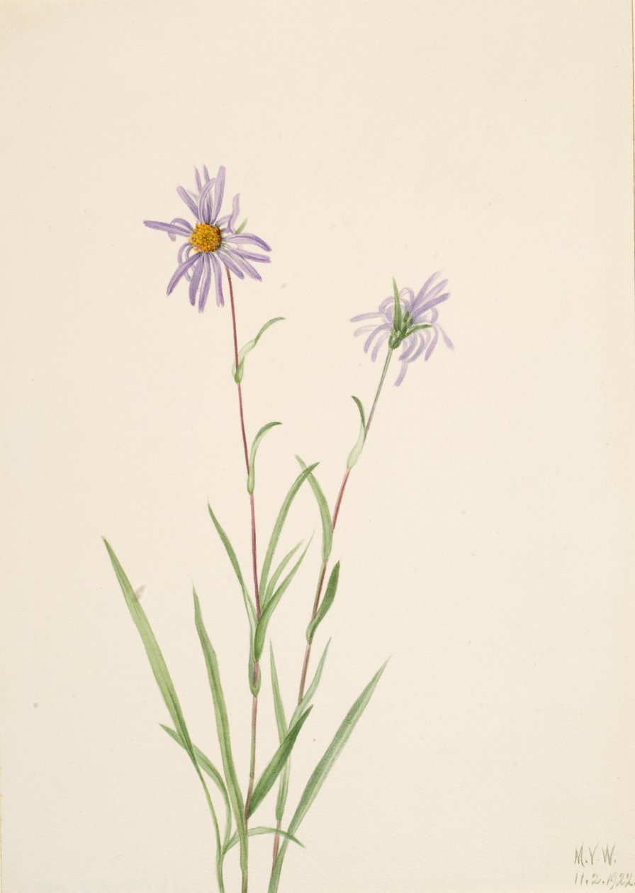 Mocsári őszirózsa Aster paludosus, 1922. alkotó: Mary Vaux Walcott