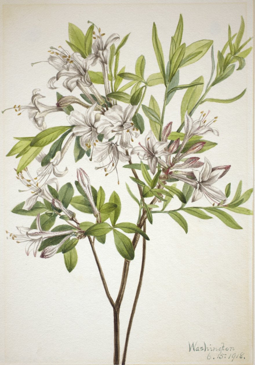 Mocsári azálea (Azalea viscosa) alkotó: Mary Vaux Walcott