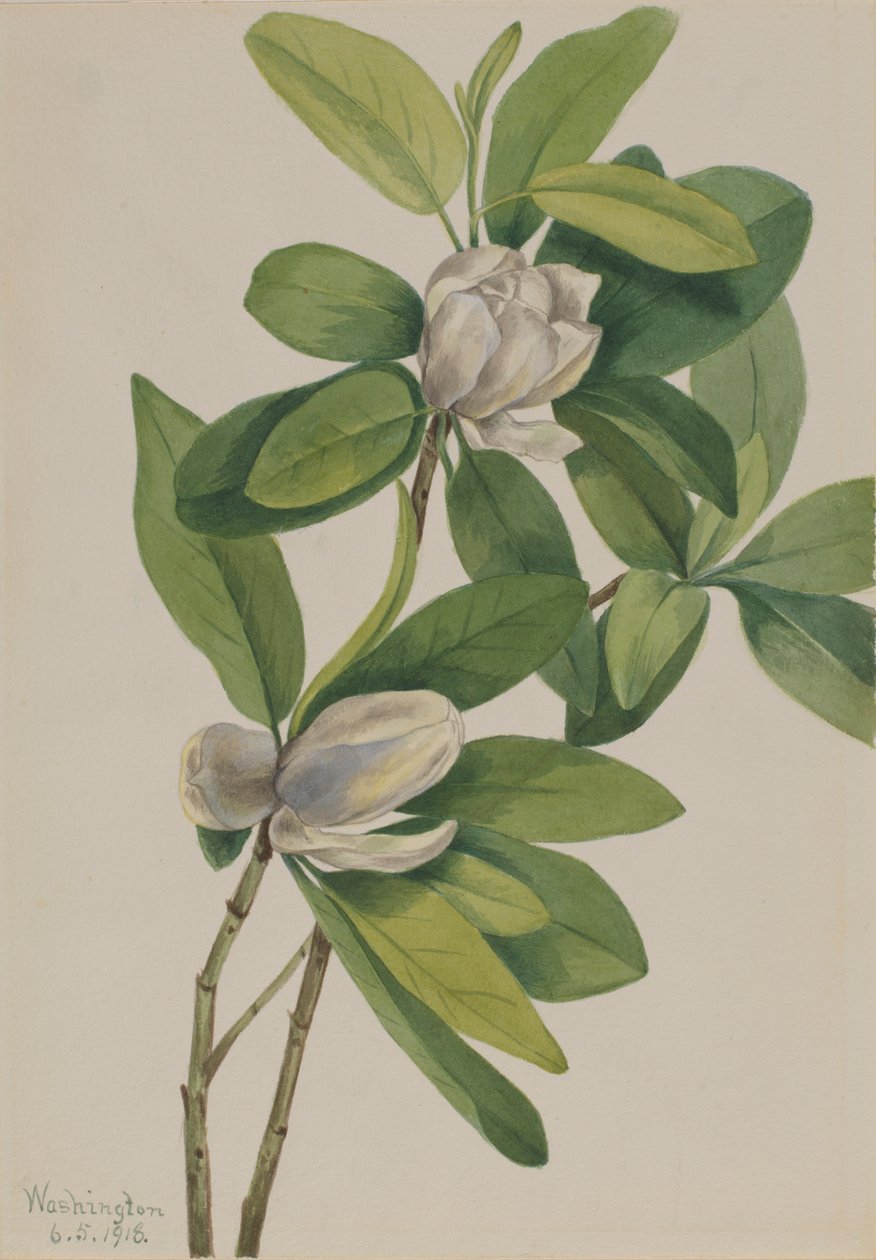 Mocsári Magnólia (Magnolia virginiana) alkotó: Mary Vaux Walcott