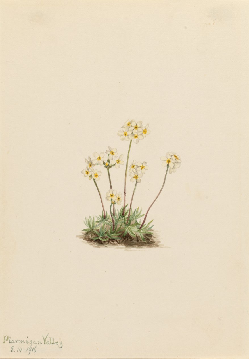 Édes Androsace (Androsace carinata) alkotó: Mary Vaux Walcott