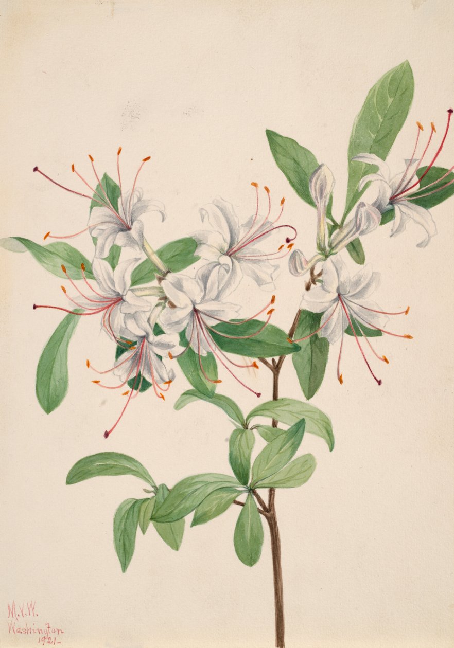 Édes Azalea Azalea arborescens, 1921. alkotó: Mary Vaux Walcott
